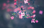 植物特写