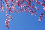 樱花蓝天