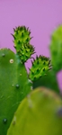仙人掌植物图片
