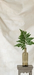 阴地瘚植物图片