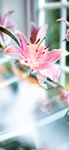 百合花  植物  图片 花朵