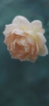 月季花植物图片