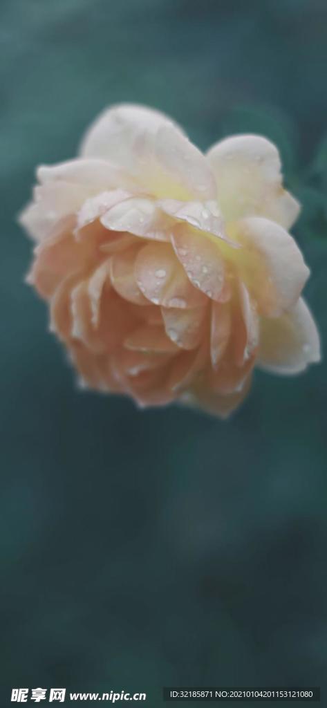 月季花植物图片