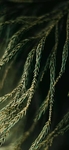 柳杉植物图片