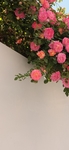 月季花图片