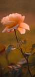 月季花图片