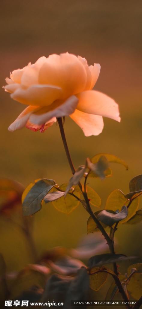 月季花图片