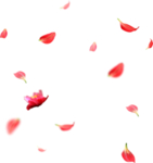花瓣