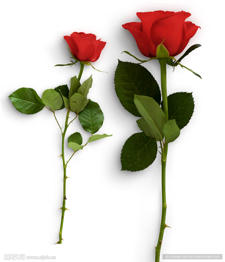 玫瑰花