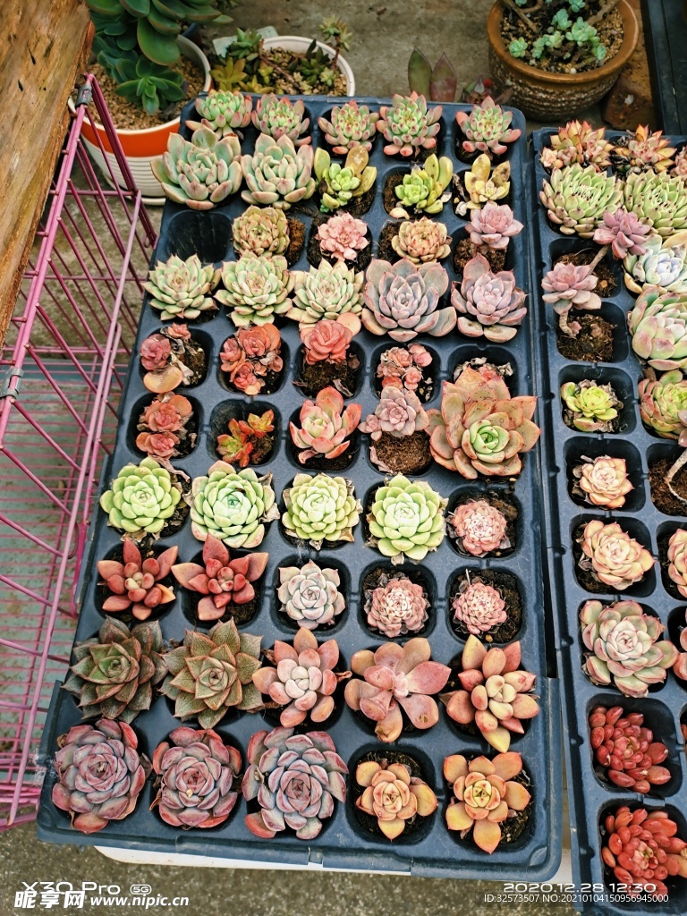 多肉植物