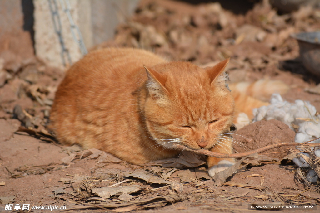 睡觉的黄猫