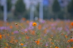 秋英格桑花花海花田
