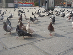 鸽子