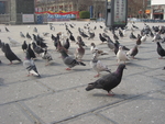 鸽子
