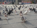 鸽子