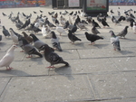 鸽子