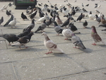 鸽子
