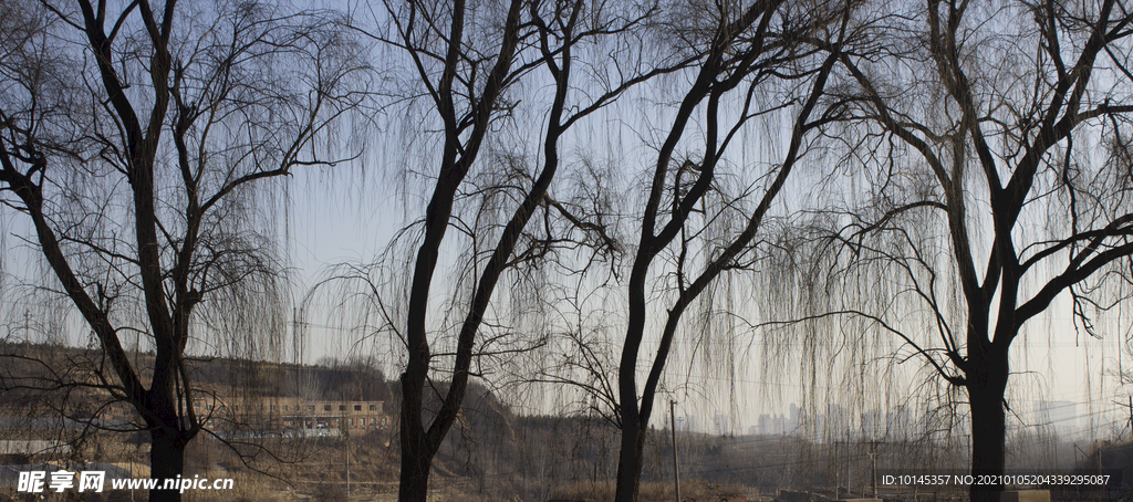 冬景树
