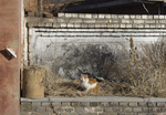 小猫
