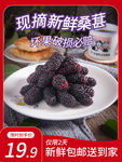 桑葚新鲜水果直通车手机主图
