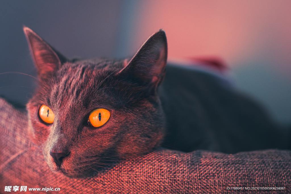 猫