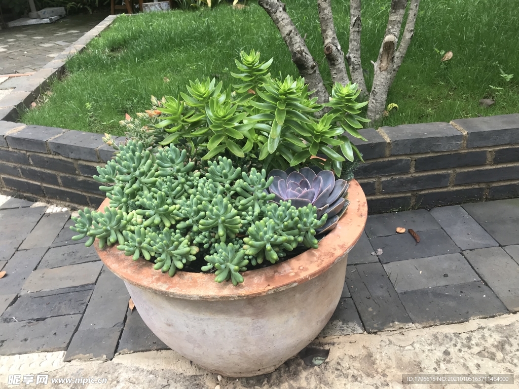 多肉植物