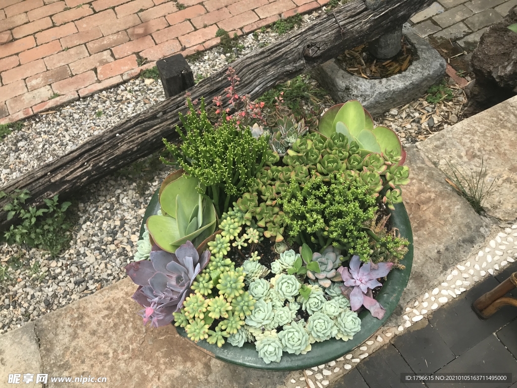 多肉植物