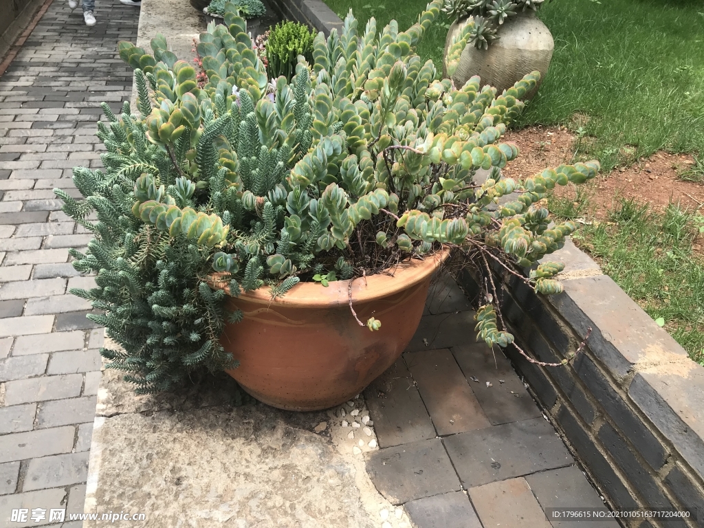 多肉植物