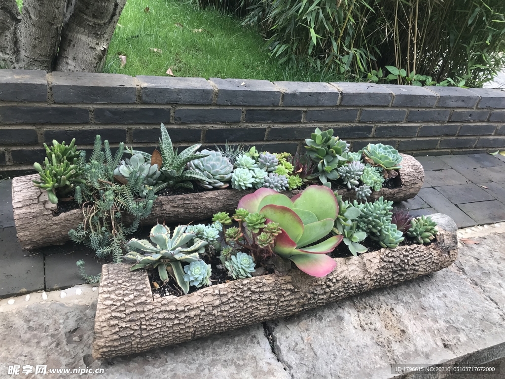 多肉植物