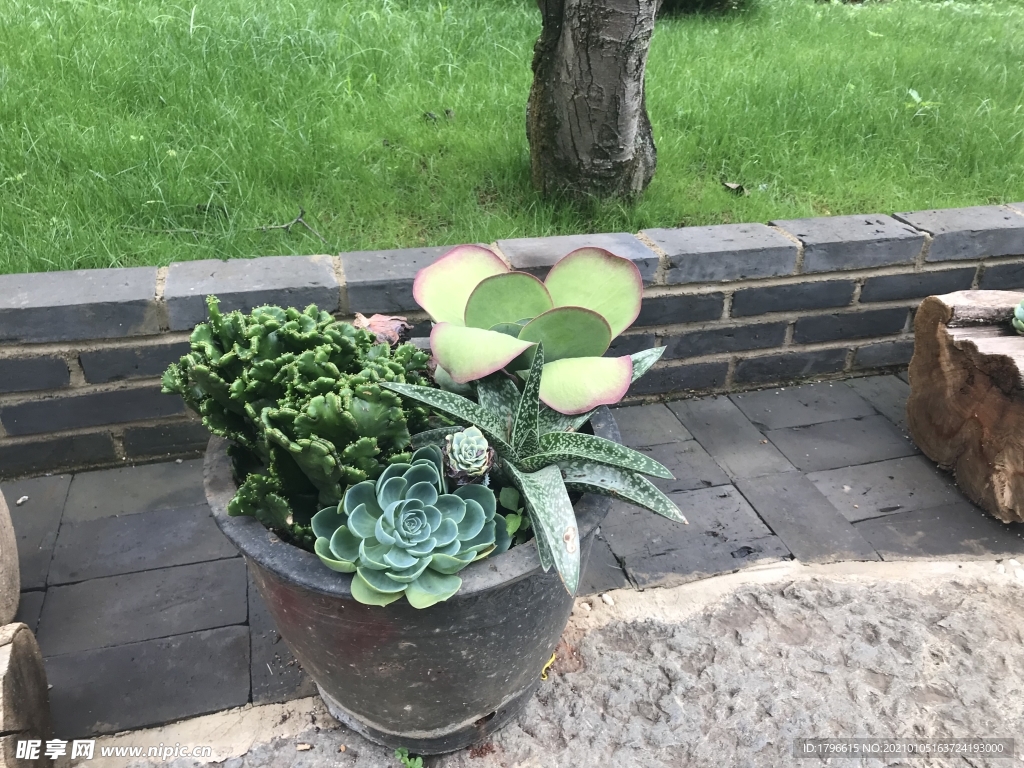 多肉植物