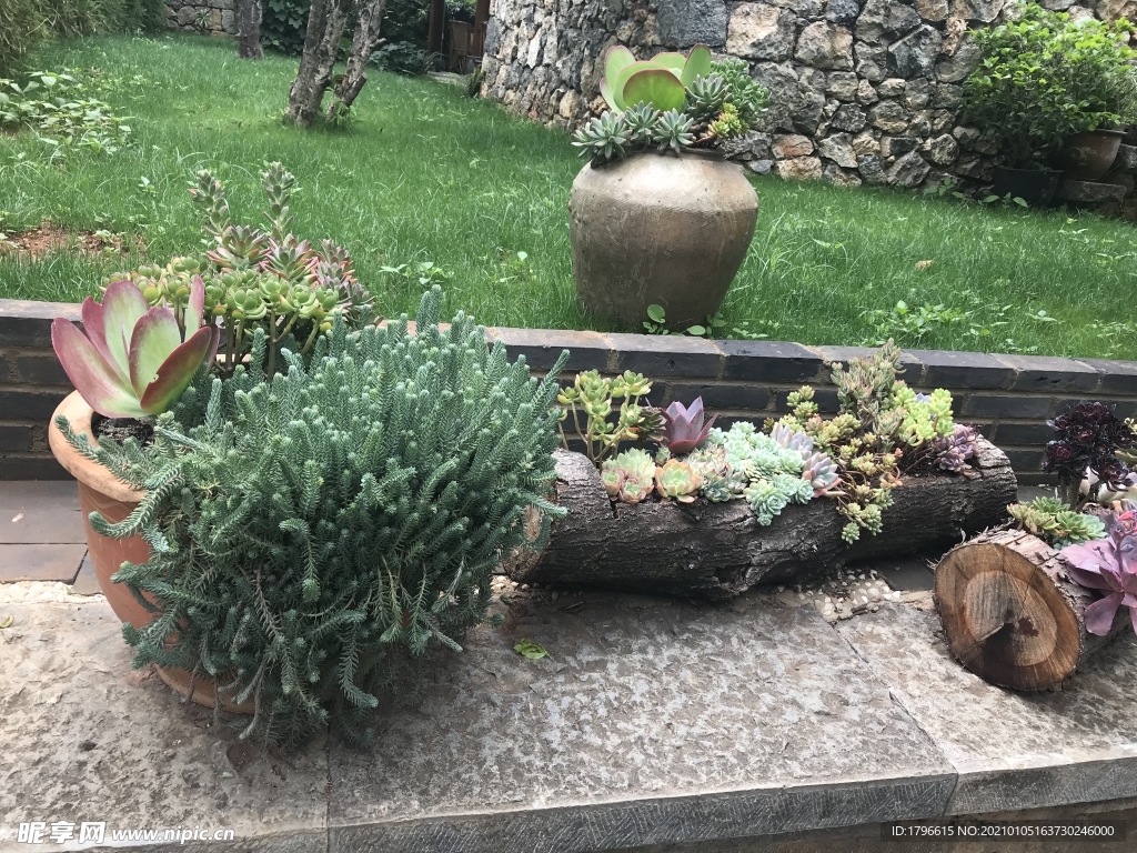 多肉植物