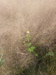 花卉