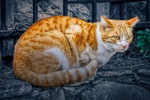 家猫