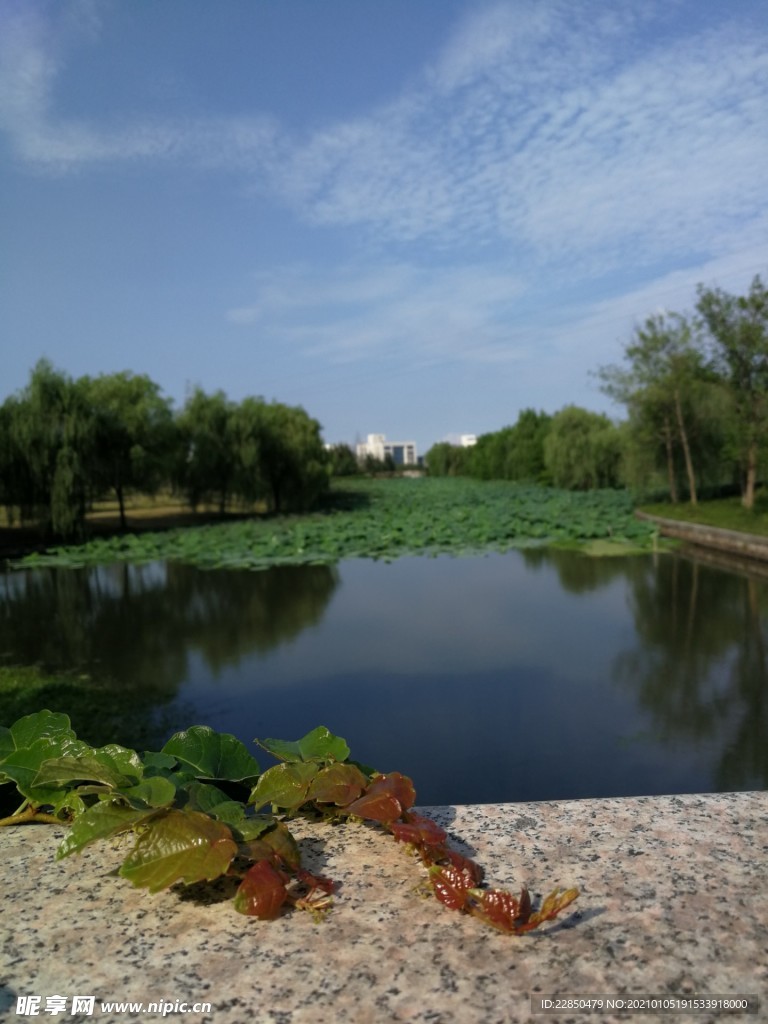 爬山虎