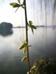 柳花