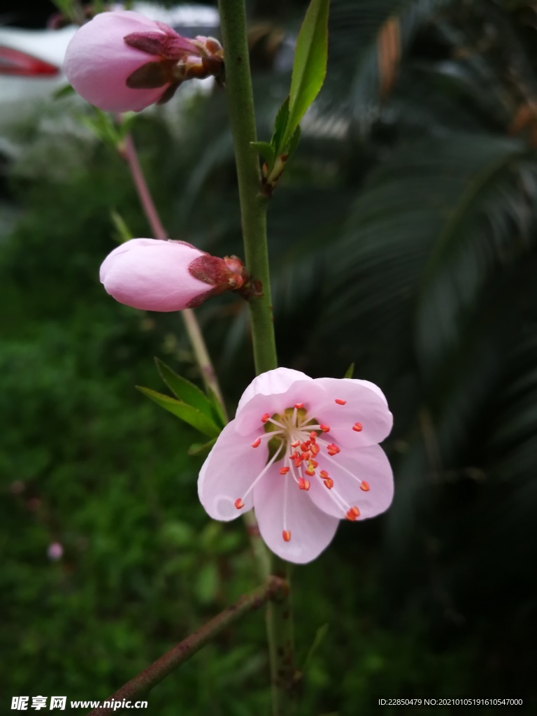 桃花