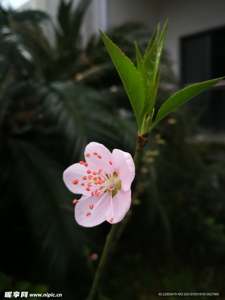 桃花