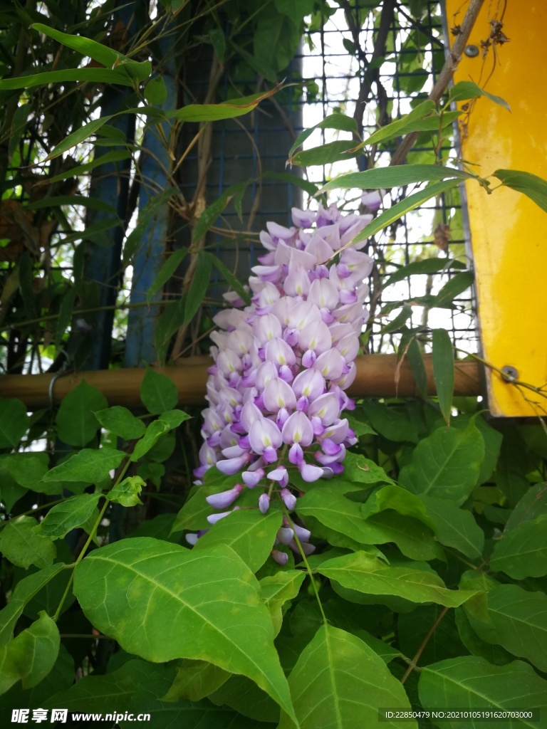 紫藤花