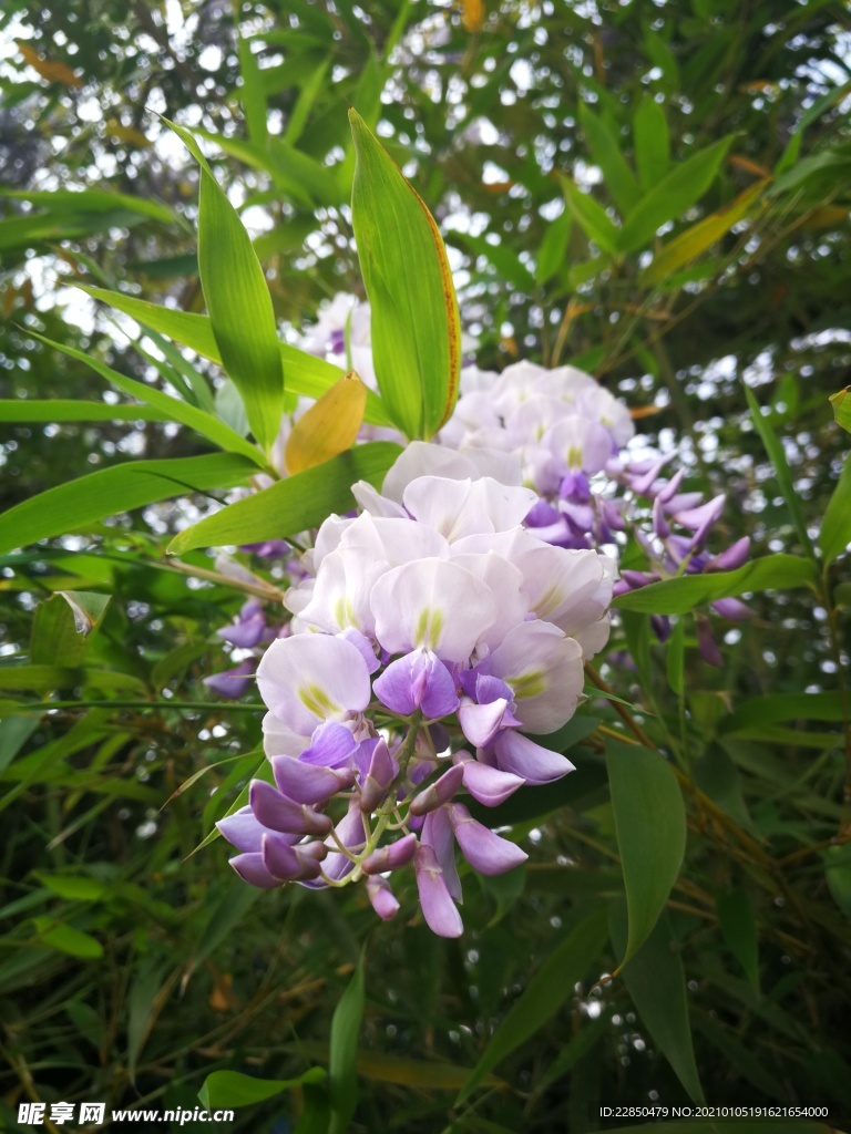 紫藤花