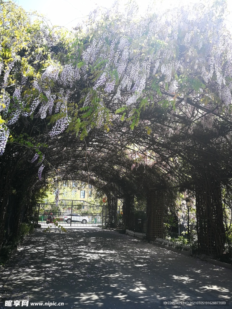 紫藤花