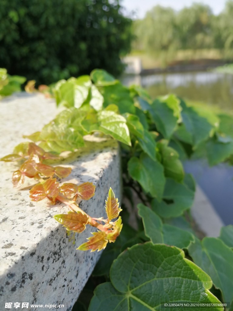 爬山虎