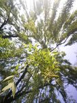 柳树