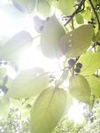 光