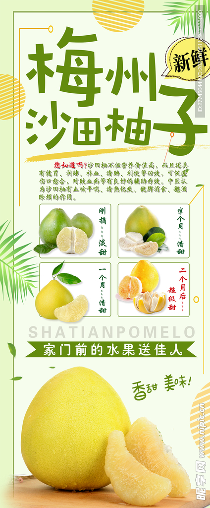 梅州沙田柚