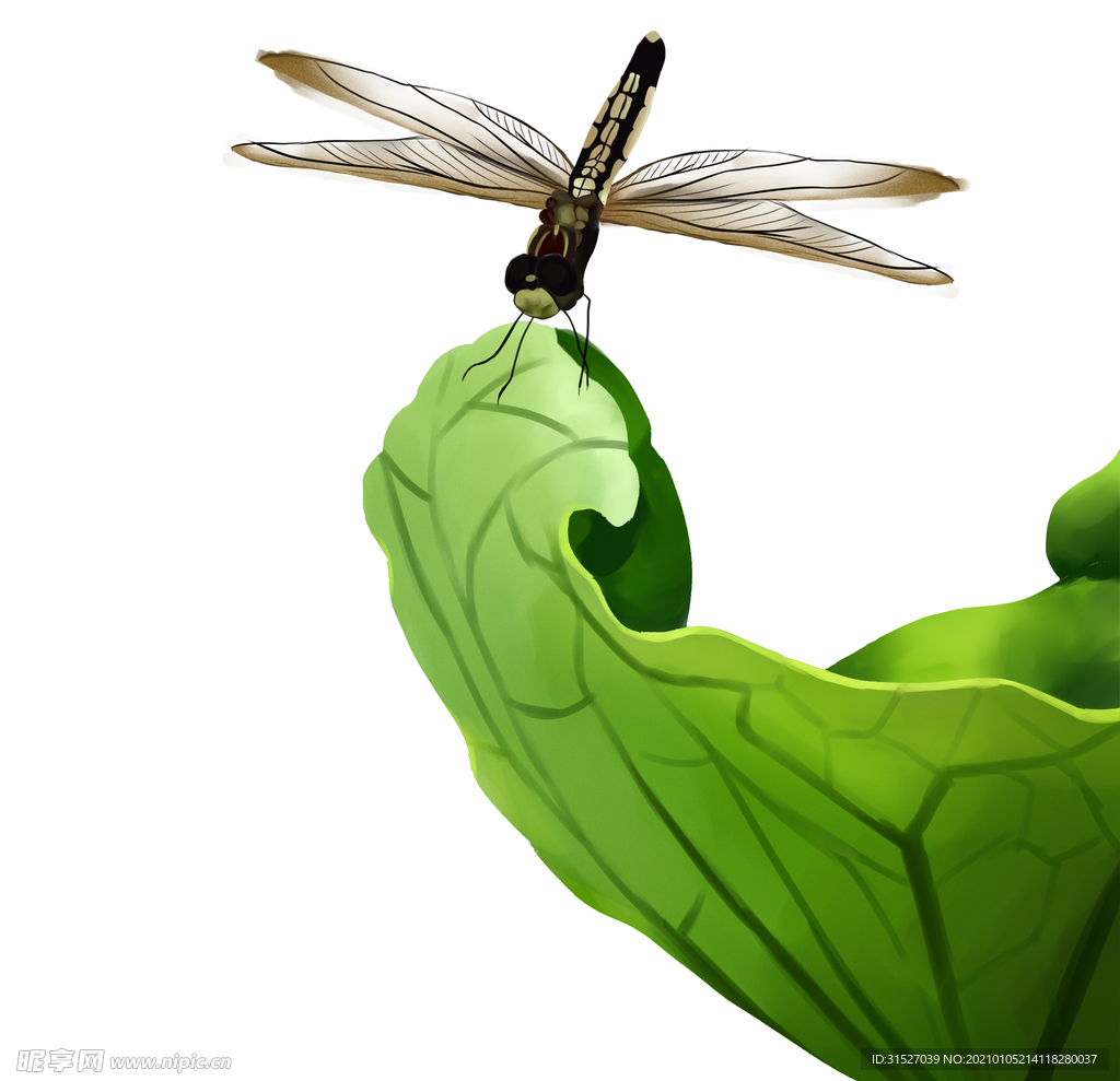 蜻蜓昆虫图片插画