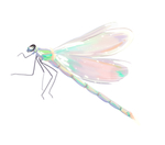 夏日昆虫蜻蜓插画