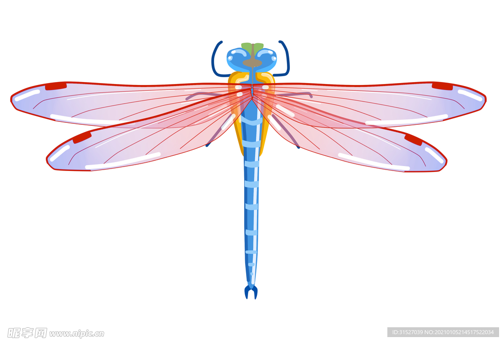美丽的蜻蜓插画