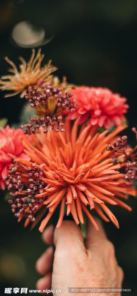 花朵植物图片