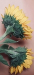 向日葵植物图片
