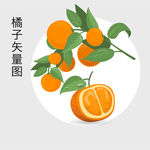 橘子 橙子手绘矢量素材